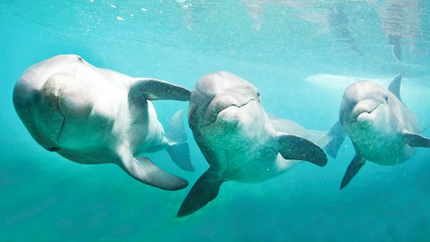 dolphins-7.jpg